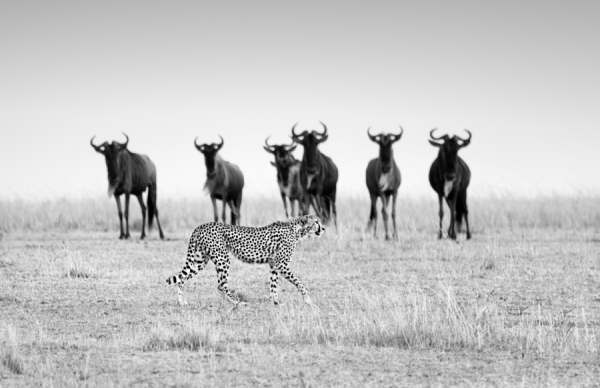 Photograph Juan Luis Duran Vigilance on One Eyeland